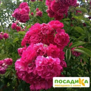 Роза Эксельса